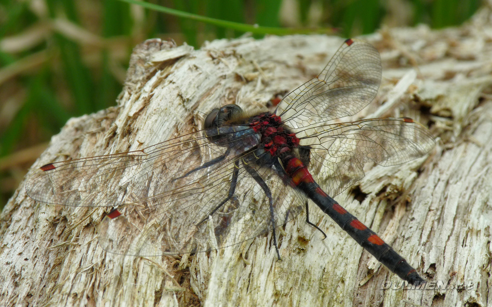 Ruby Whiteface (Male, Leucorrhinia rubicunda)